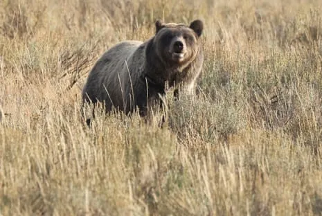 Hiker Assaulted by Grizzly in Yellowstone Transported to Hospital